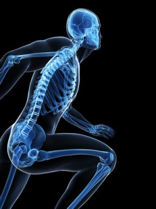 3d rendered illustration - runner anatomy